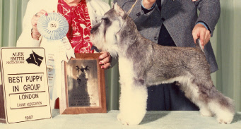 Wildcard London 1987.jpg